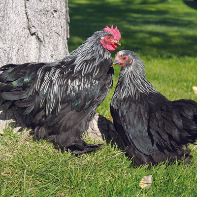 Birchen Cochin Bantam