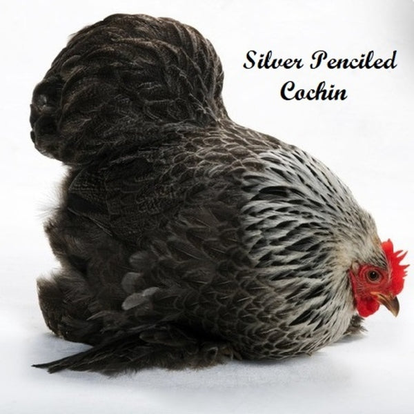 Silver Penciled Cochin Bantam