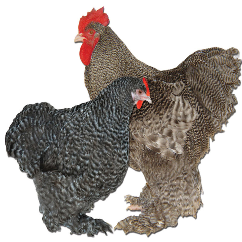 Barred Cochin Standard featuring a large build, weighing 8.5-11 lbs, prized for its fair egg-laying abilities and suitability for backyard flocks due to its hardiness.