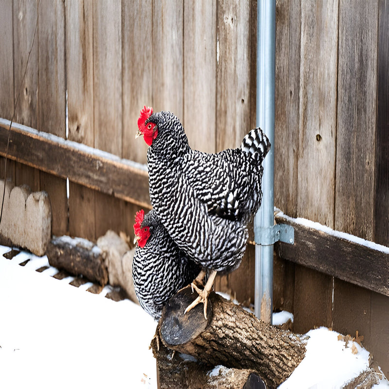 Barred Plymouth Rock