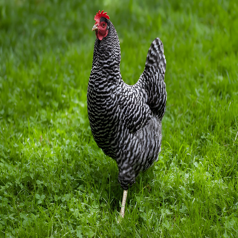 Barred Plymouth Rock