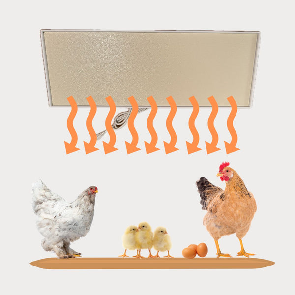 Big Chicken Co Coop Heater