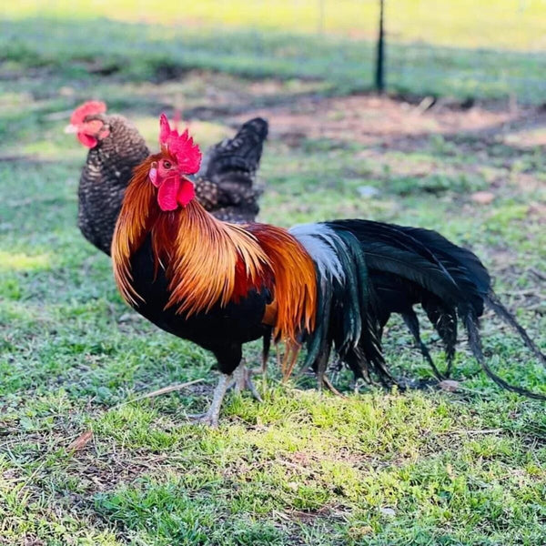 Black Breasted Red Phoenix Bantam