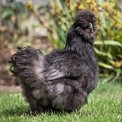 Black Silkie Bantam