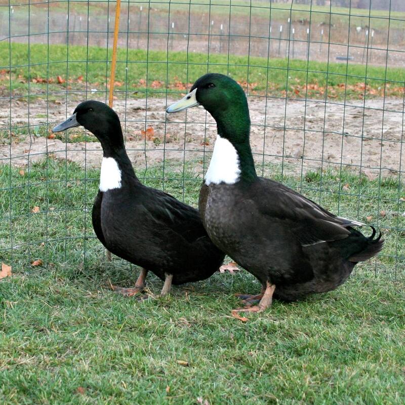 Black Swedish Ducks