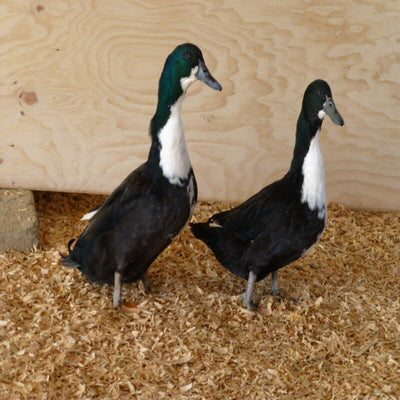 Black Swedish Ducks