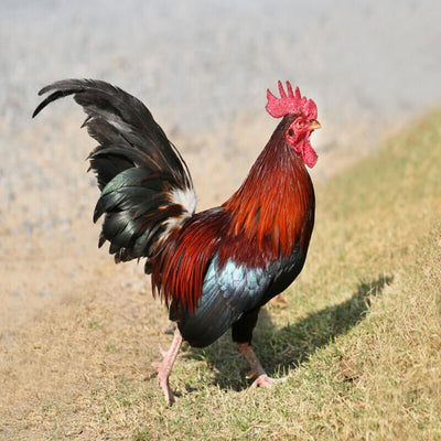 Black Breasted Red Old English Game Bantam