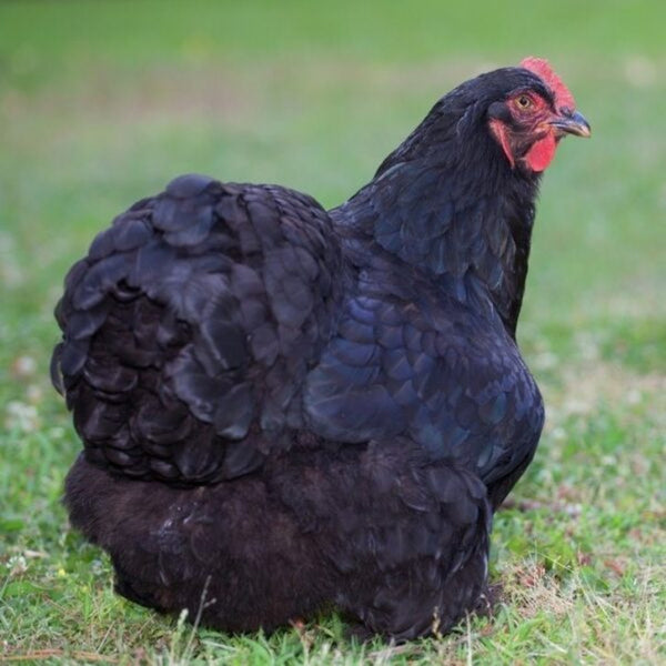 Black Cochin Standard Chicken