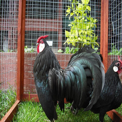 Black Rosecomb Bantam