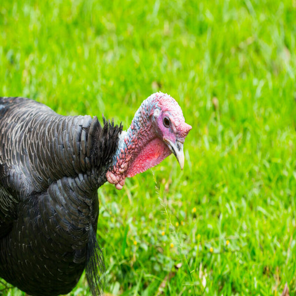 Black Slate Turkey