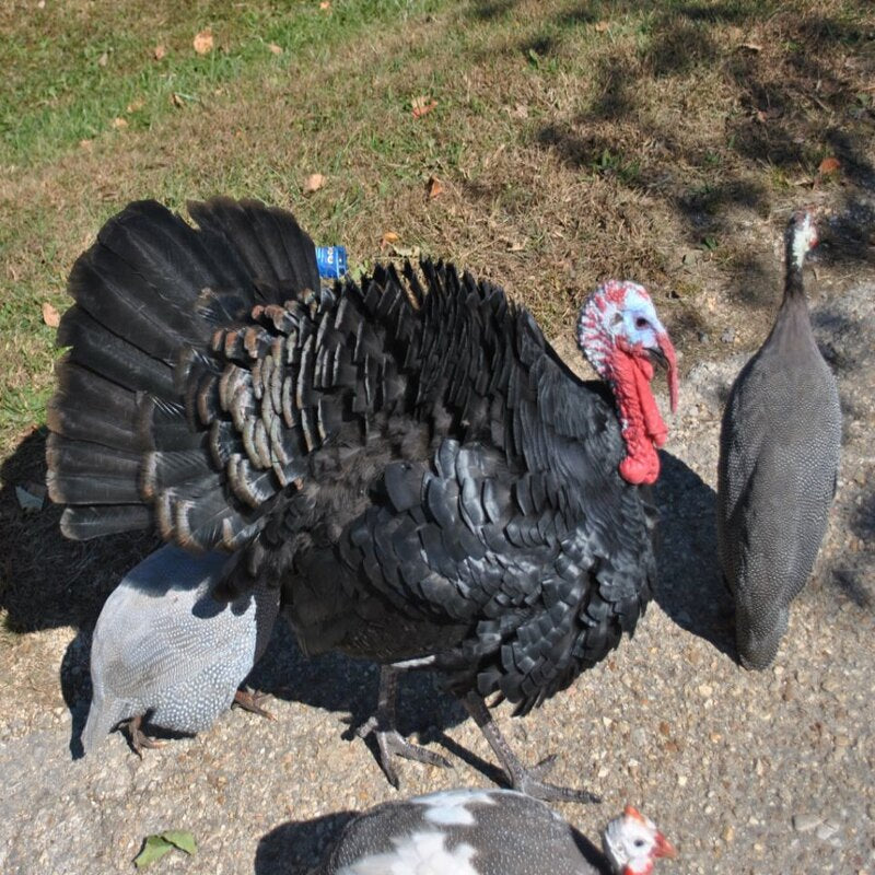 Black Spanish Turkey