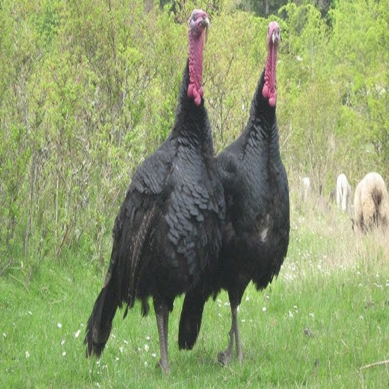 Black Spanish Turkey