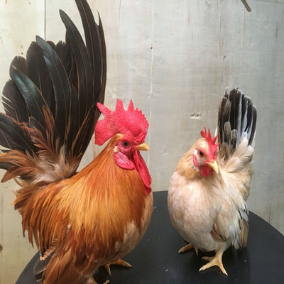 Black Tailed Buff Japanese Bantam