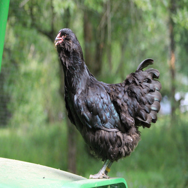 Black Ameraucana