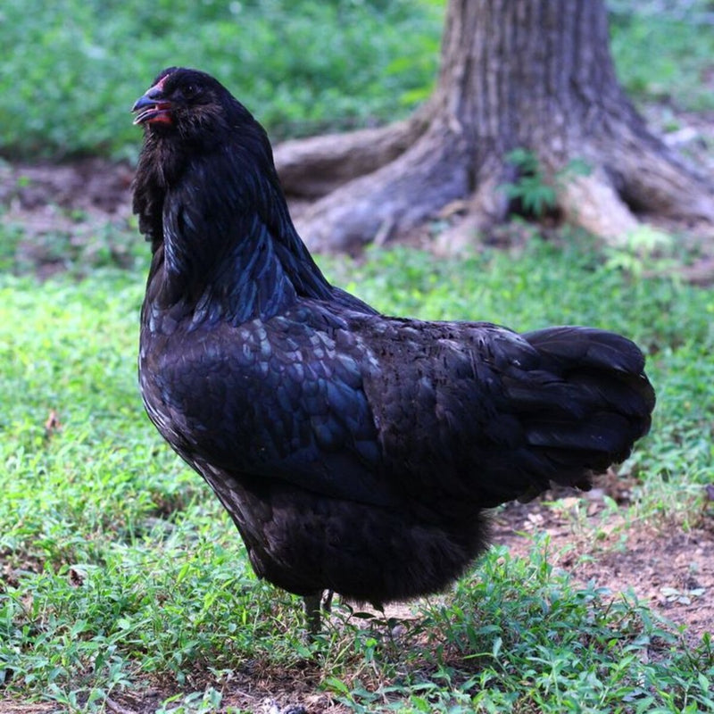 Black Ameraucana