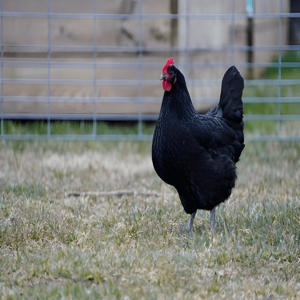 Black Australorp