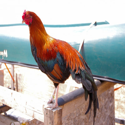 Black Breasted Red Cubalaya Bantam