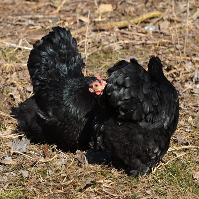 Black Cochin Bantams