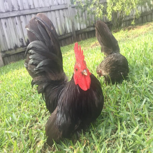 Black Japanese Bantam