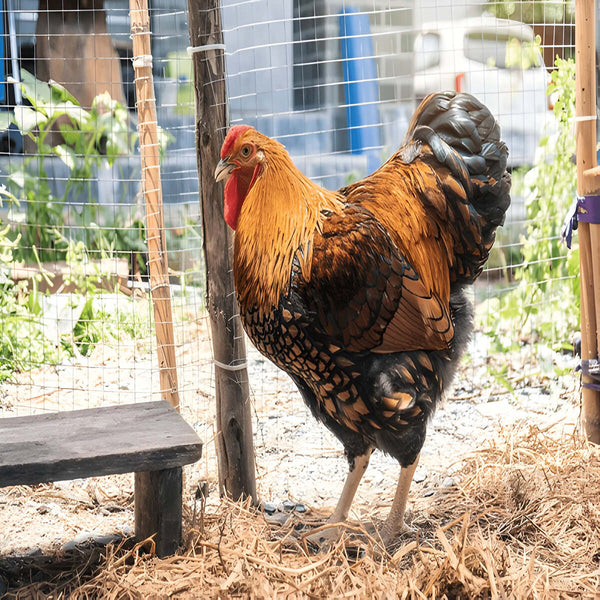 Black Laced Gold Wyandotte