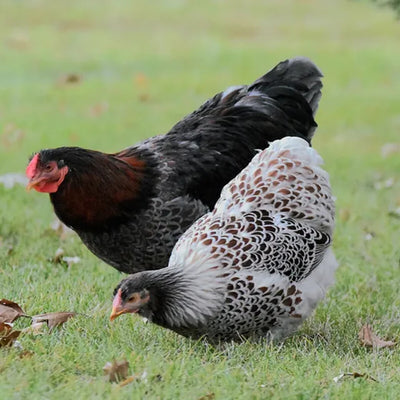 Blue Laced Red Wyandottes