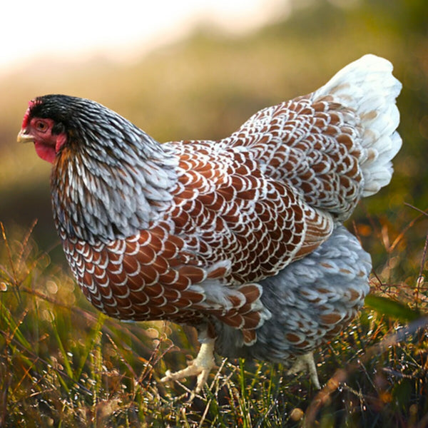 Blue Laced Red Wyandottes