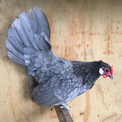 Blue Rosecomb Bantam