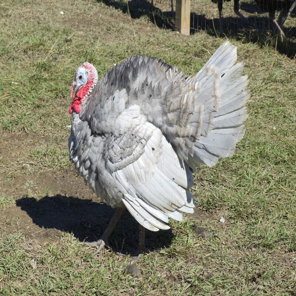 Blue Slate Turkey