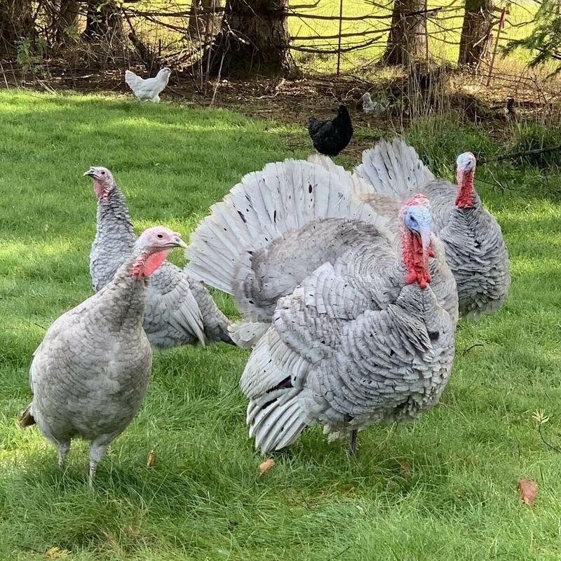 Blue Slate Turkey