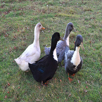 Blue Swedish Ducks