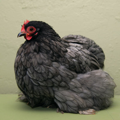 Blue Cochin Bantam