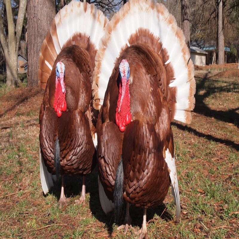 Bourbon Red Turkey