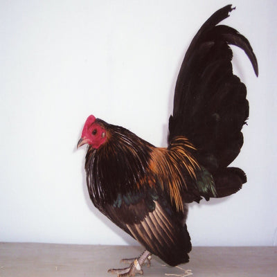 Brassy Back Old English Game Bantam