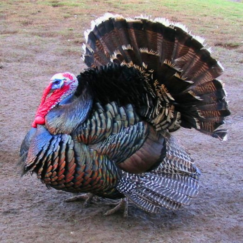 Broad Breasted Bronze Turkey