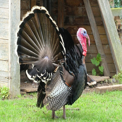 Broad Breasted Bronze Turkey