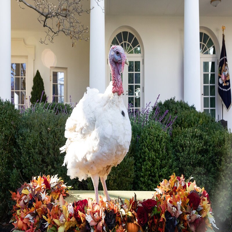 Broad Breasted White Turkey