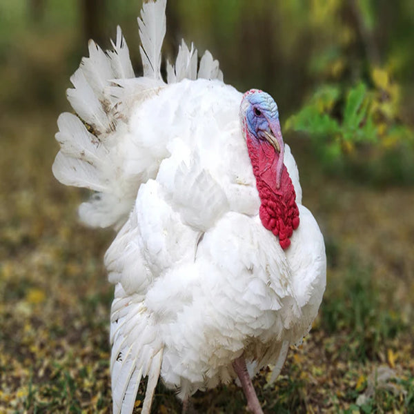 Broad Breasted White Turkey