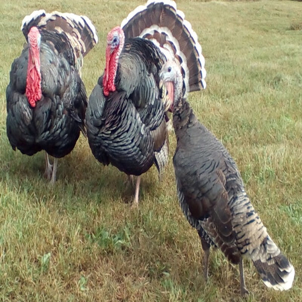 Bronze Heritage Standard Turkey