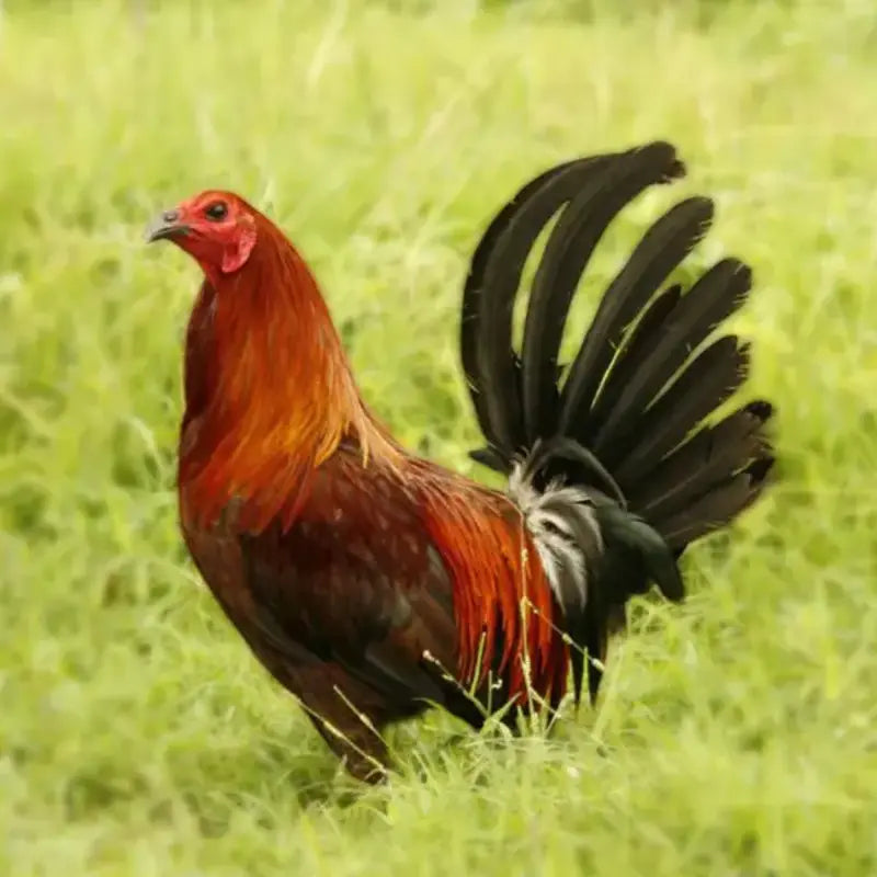 Brown Breasted Brown Red Standard Old English