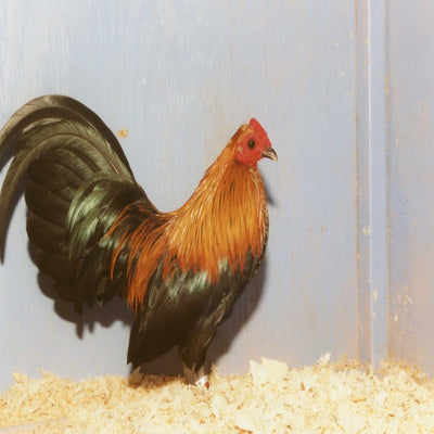 Brown Red Old English Game Bantam