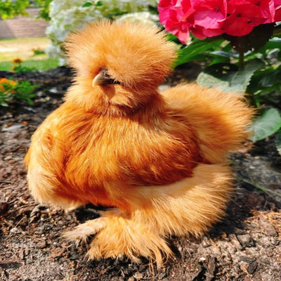 Buff Silkie Bantam