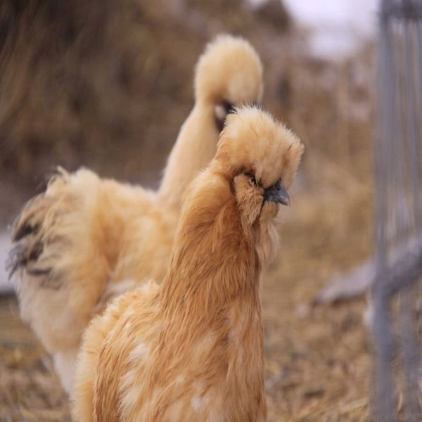 Buff Silkie Bantam