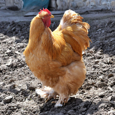 Buff Cochin Standard Chicken