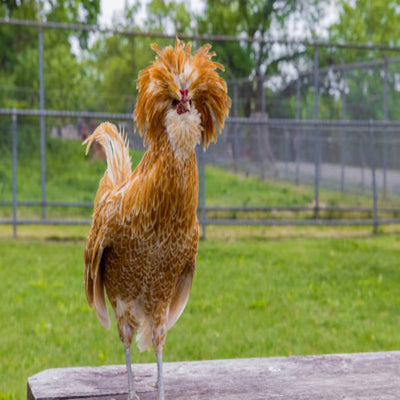 Buff Laced Polish Chicken