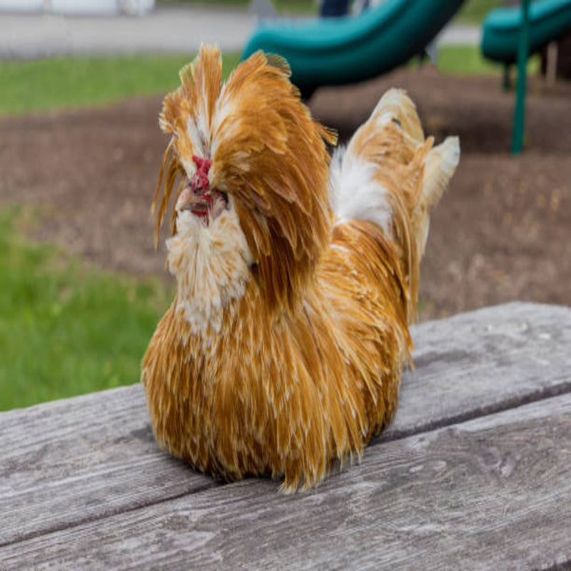 Buff Laced Polish Chicken