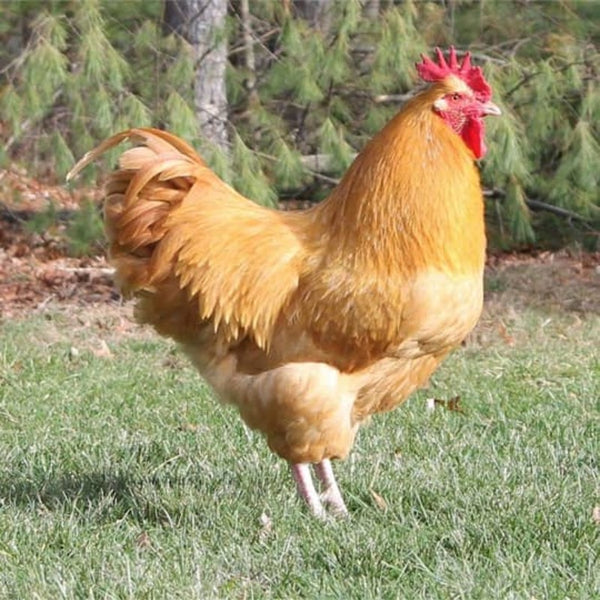 Buff Orpington Bantam