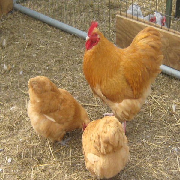 Buff Orpington Bantam