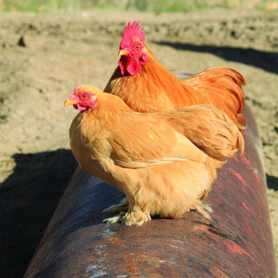 Buff Cochin Bantam