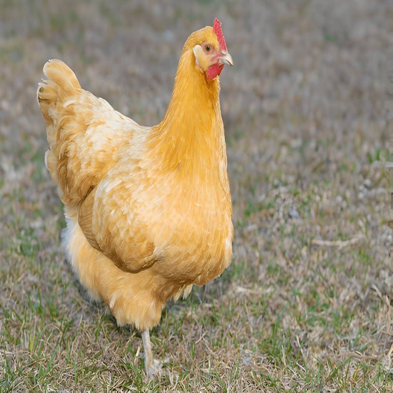 Buff Orpington