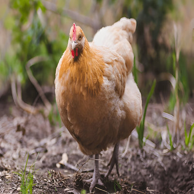 Buff Orpington